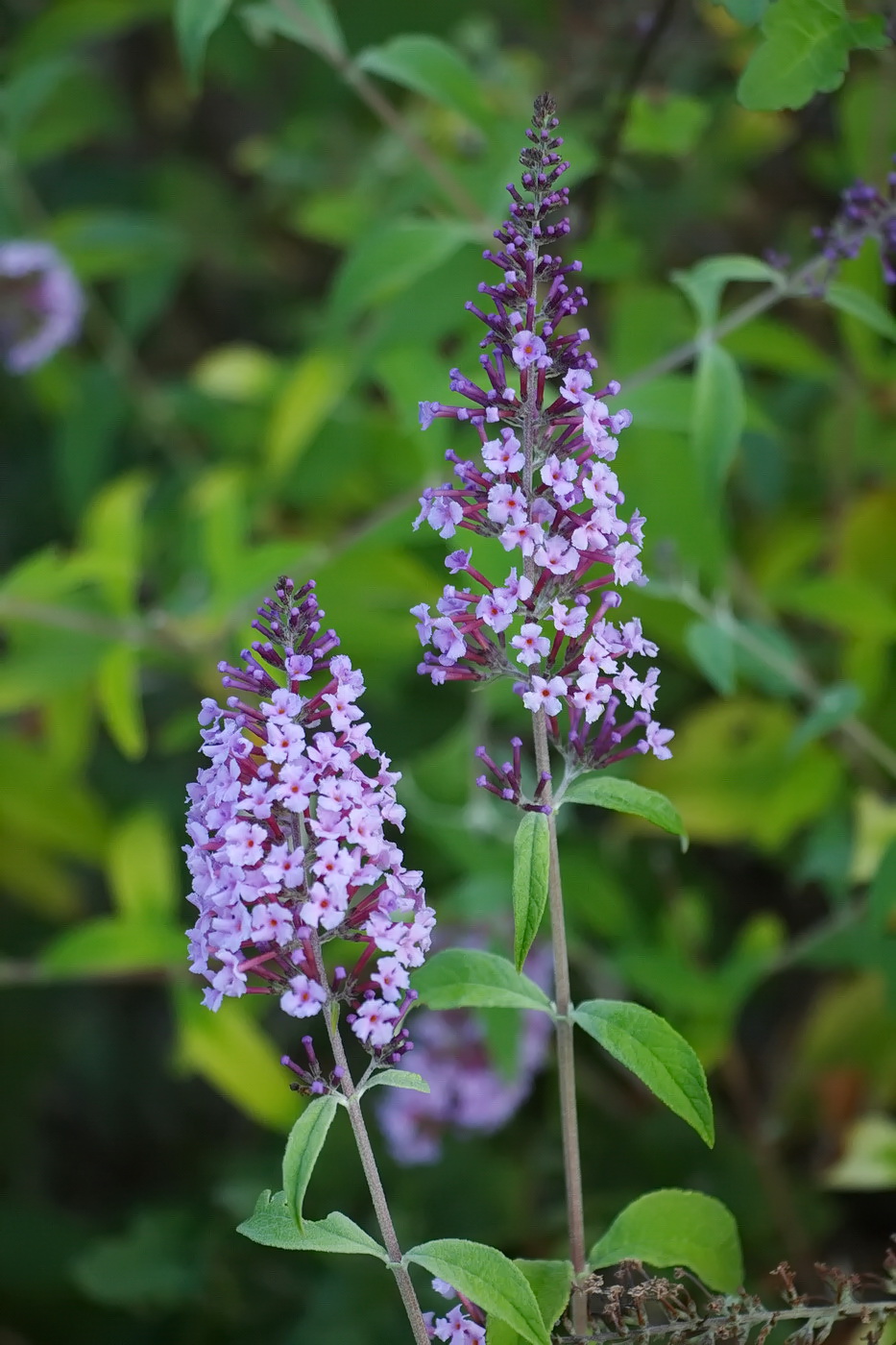 Image of Buddleja davidii specimen.