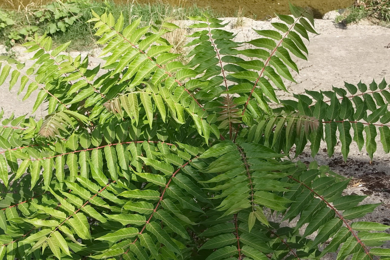 Изображение особи Ailanthus altissima.