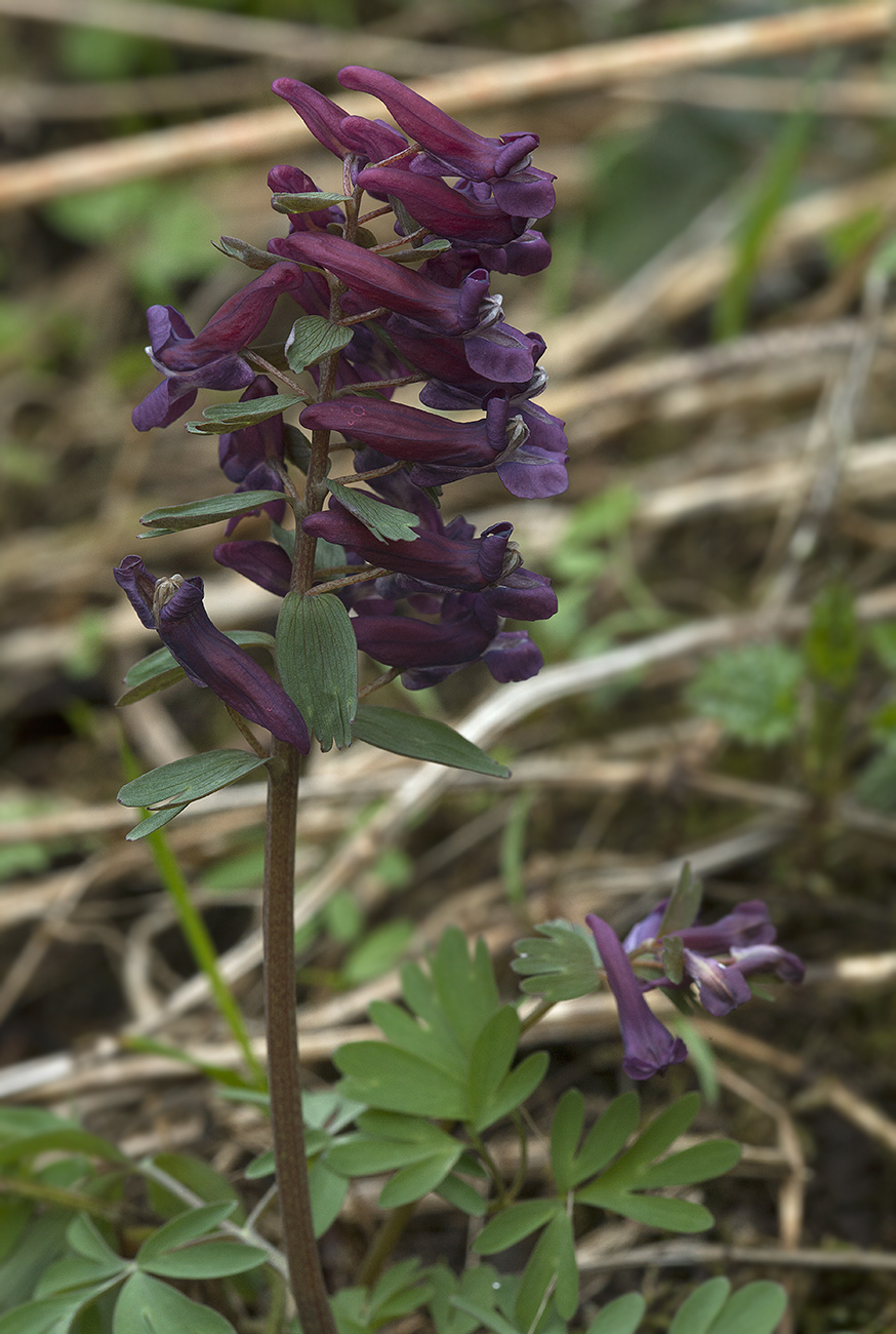 Image of Corydalis solida specimen.