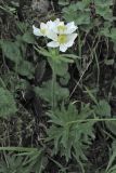 Anemonastrum narcissiflorum. Цветущее растение. Украина, Закарпатская обл., Раховский р-н, хр. Свидовец, ≈ 1800 м н.у.м., скальное обнажение. 2 июля 2010 г.