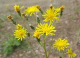 Crepis tectorum