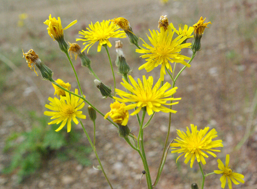 Изображение особи Crepis tectorum.