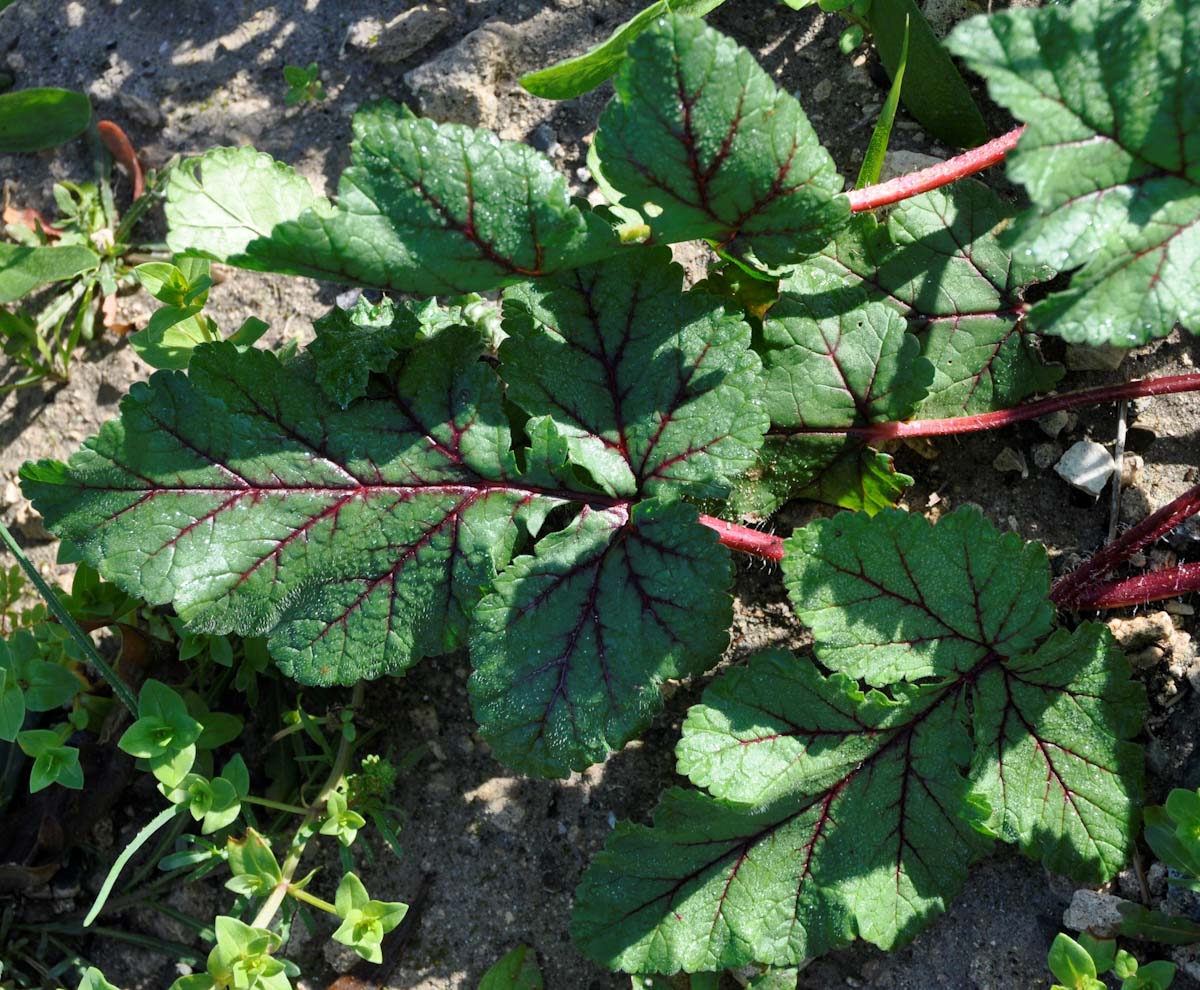 Изображение особи Erodium botrys.