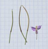 Malcolmia pulchella. Цветок и плоды. Израиль, Шарон, г. Герцлия, 1 км севернее пос. Ноф Ям, высокий берег Средиземного моря. 12.02.2019.