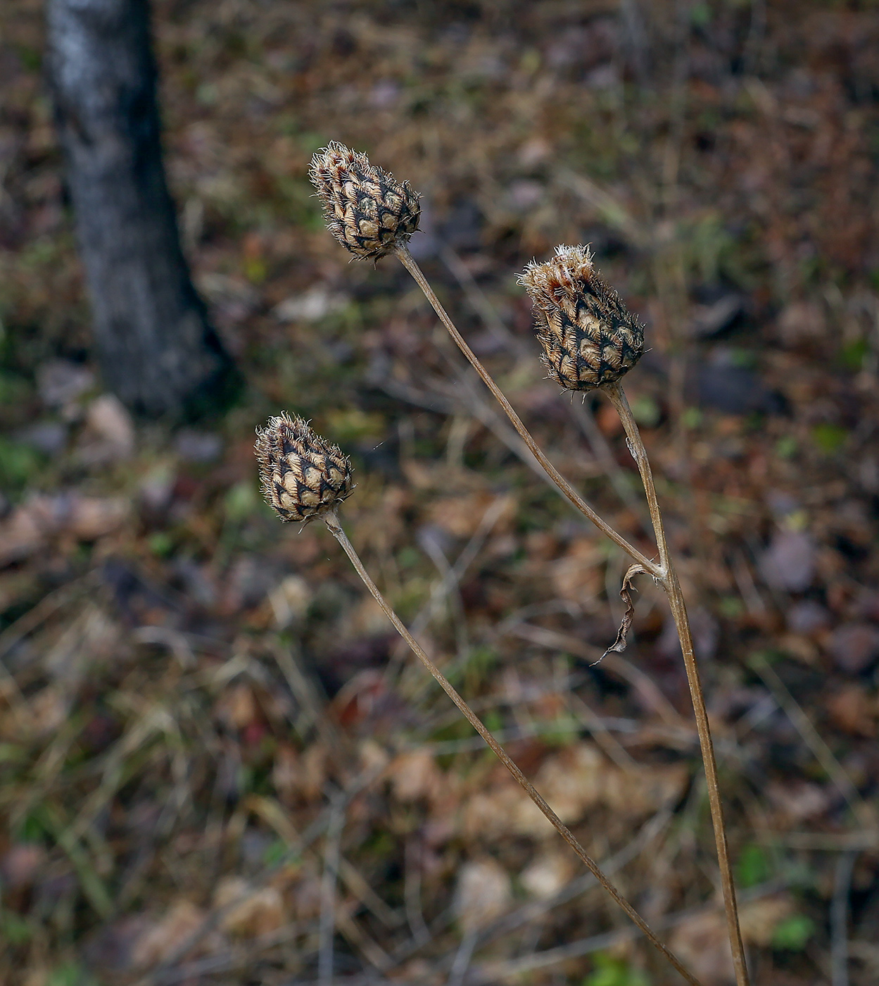 Изображение особи Centaurea scabiosa.