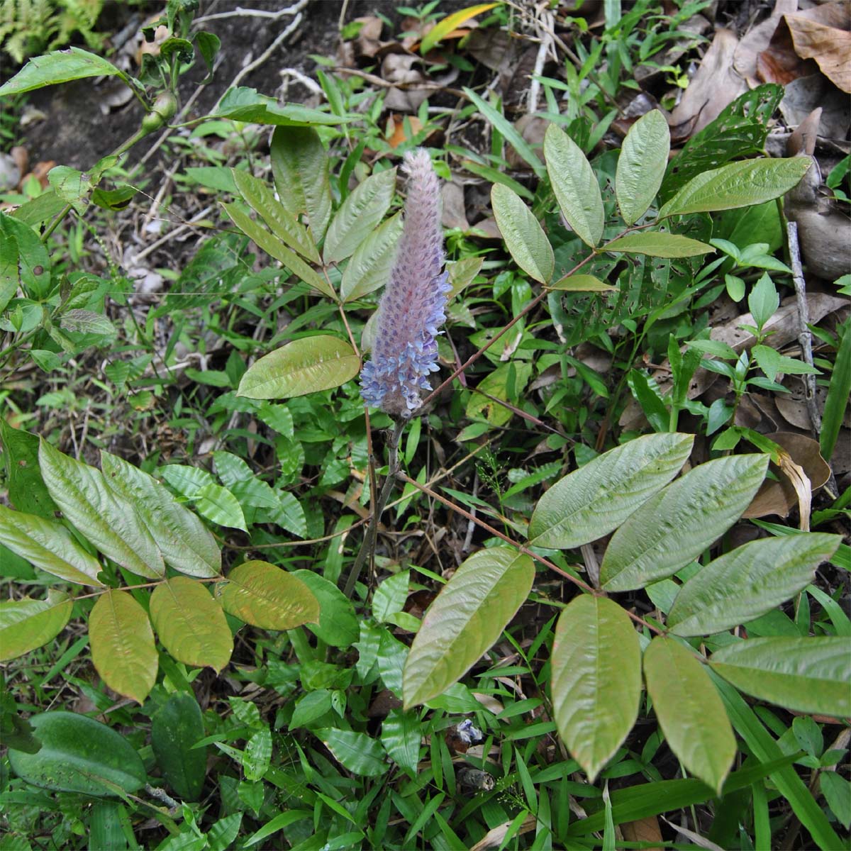 Image of Uraria crinita specimen.
