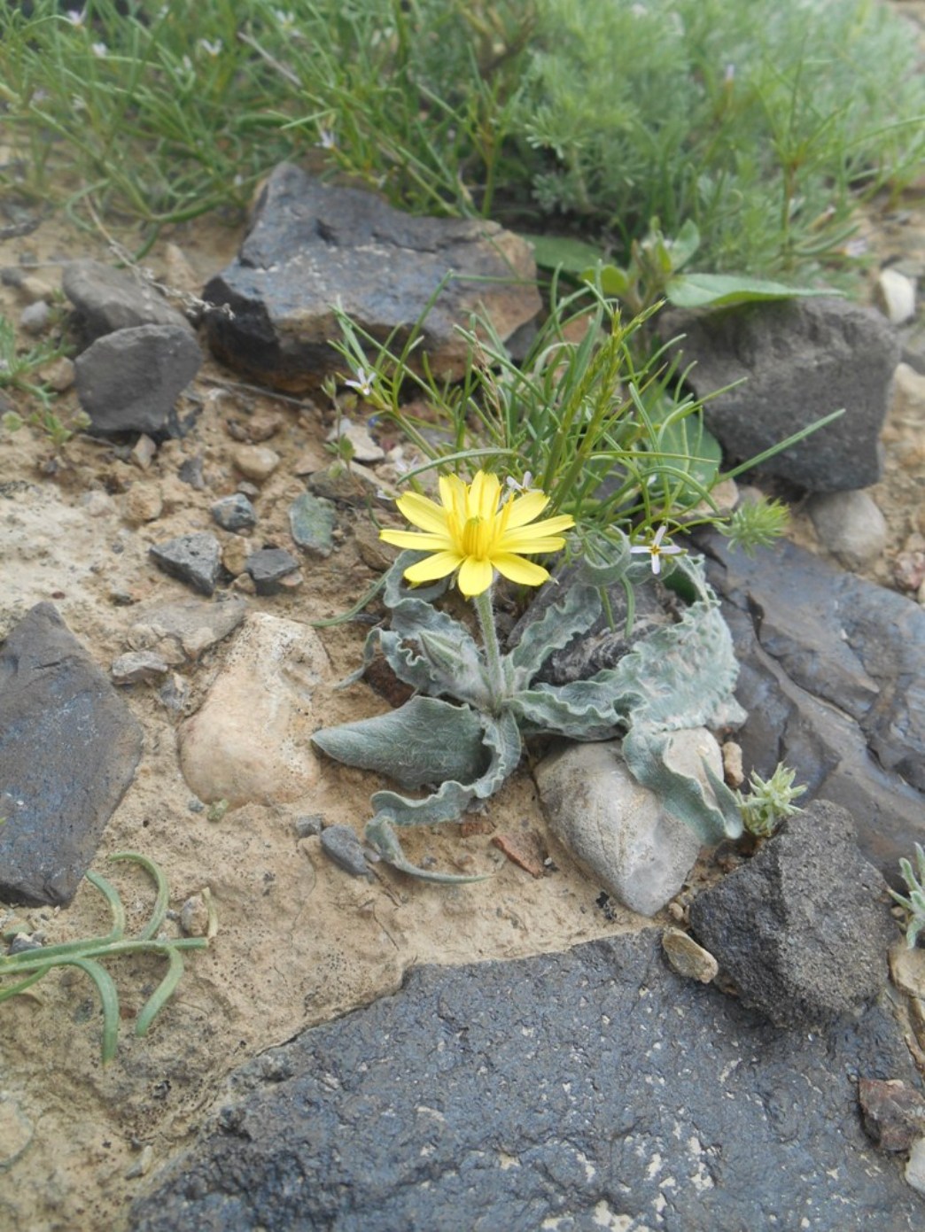 Image of Scorzonera circumflexa specimen.