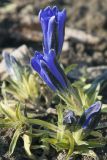 Gentiana grandiflora. Цветущее растение. Костромская обл., Судиславский р-н, дер. Антипино, в культуре. 21.04.2019.