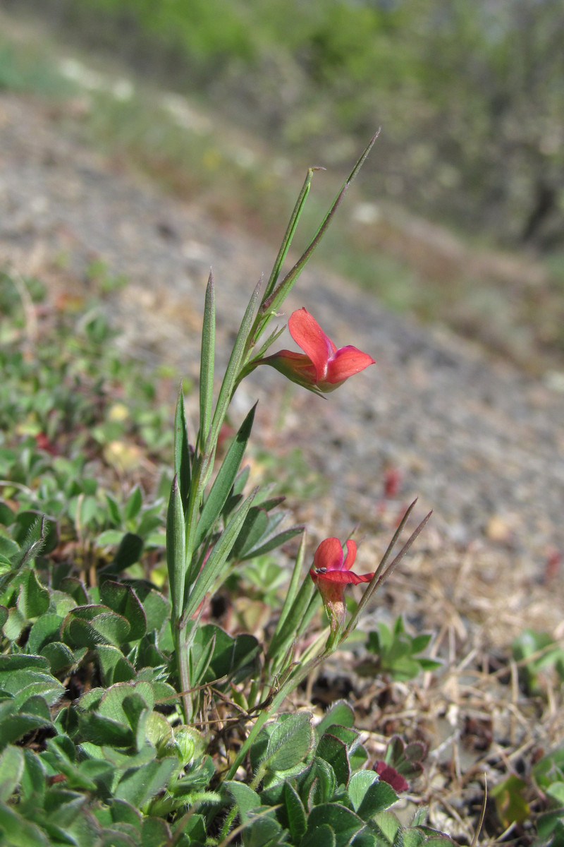 Изображение особи Lathyrus sphaericus.