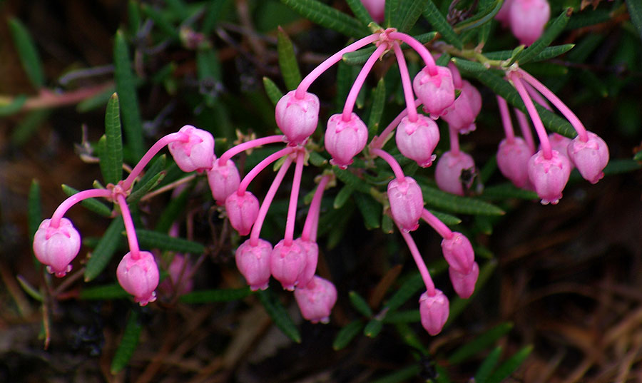 Изображение особи Andromeda polifolia.