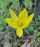 Tulipa sylvestris. Цветок. Дагестан, г/о Махачкала, гора Тарки-Тау, лес. 21.04.2019.