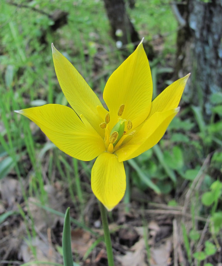 Image of Tulipa sylvestris specimen.