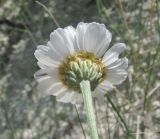 Anthemis fruticulosa. Верхушка побега с соцветием (вид со стороны обёртки). Дагестан, Левашинский р-н, окр. с. Цудахар, ок. 1300 м н.у.м., известняковый склон. 11.06.2019.