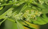 Chenopodium ficifolium