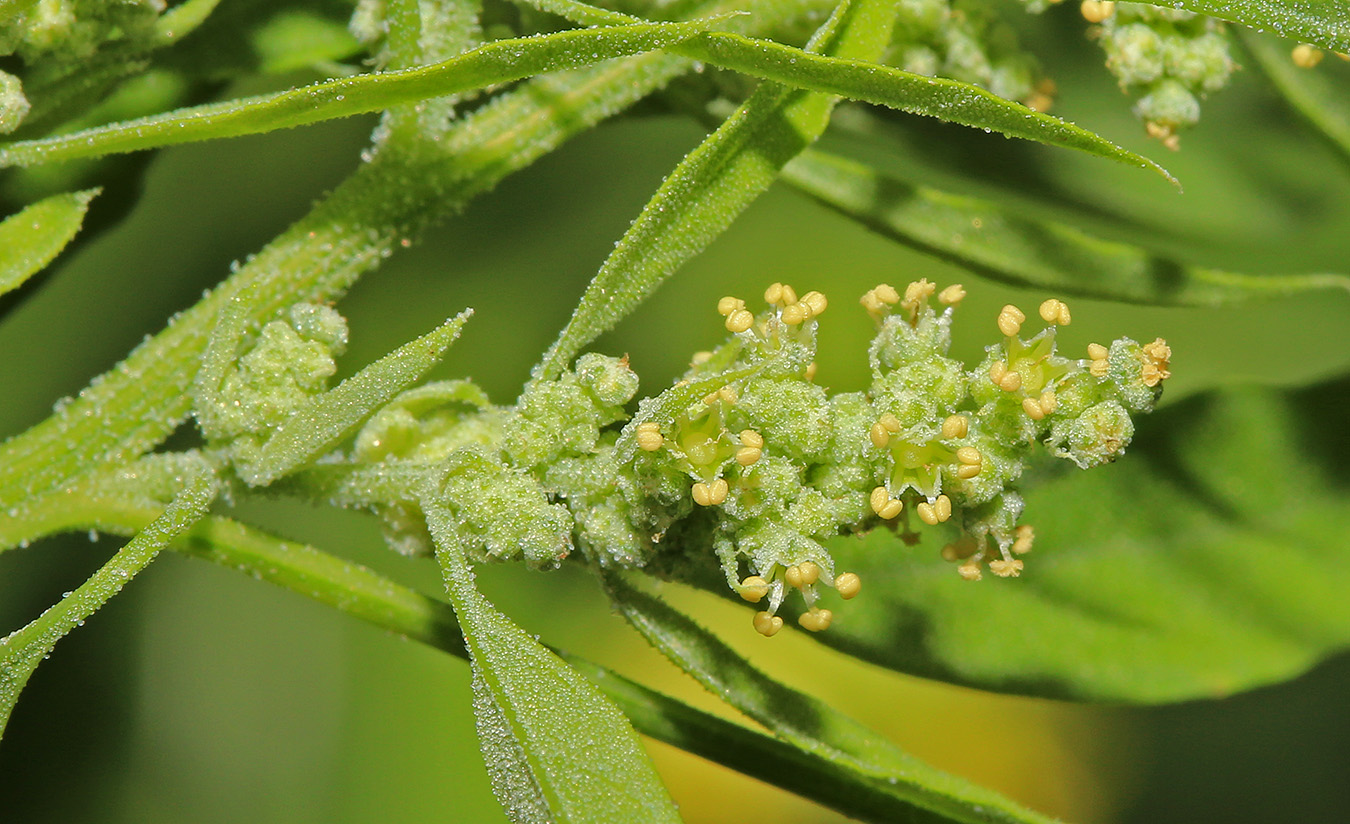 Image of Chenopodium ficifolium specimen.