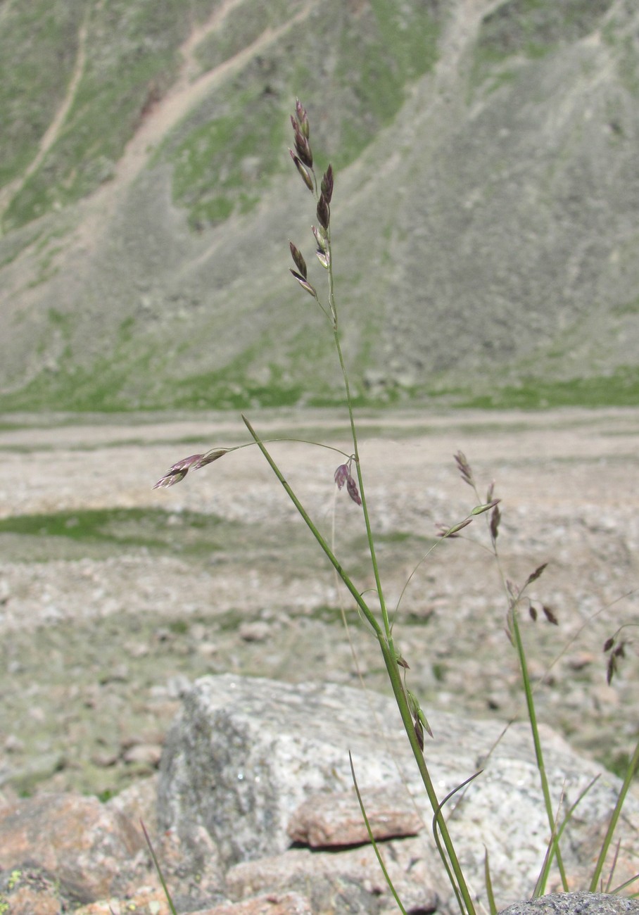 Изображение особи семейство Poaceae.