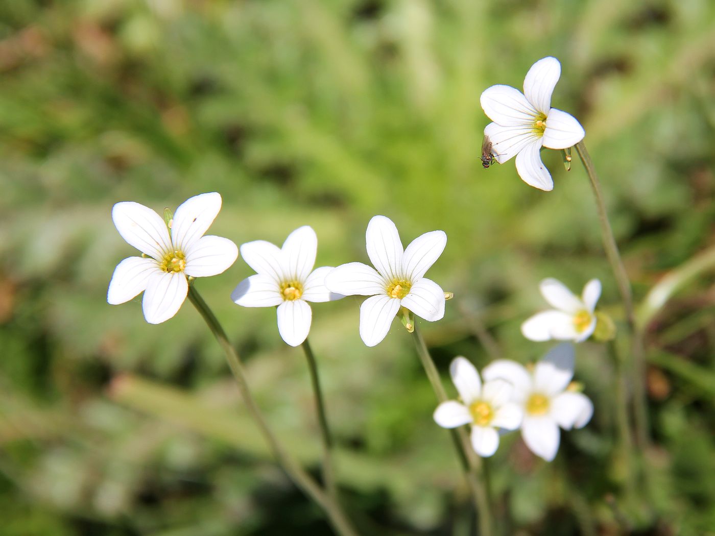 Image of Parnassia laxmannii specimen.