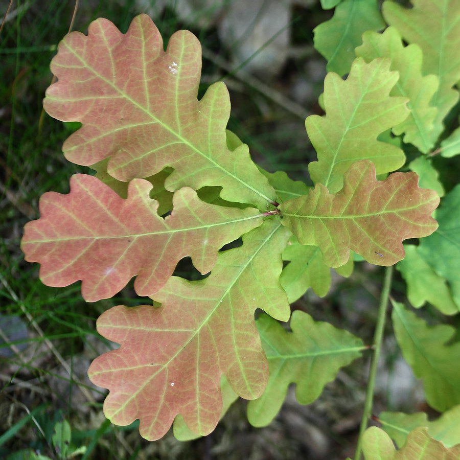 Image of Quercus robur specimen.