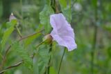 Calystegia spectabilis