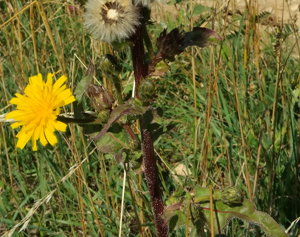 Image of Picris hieracioides specimen.