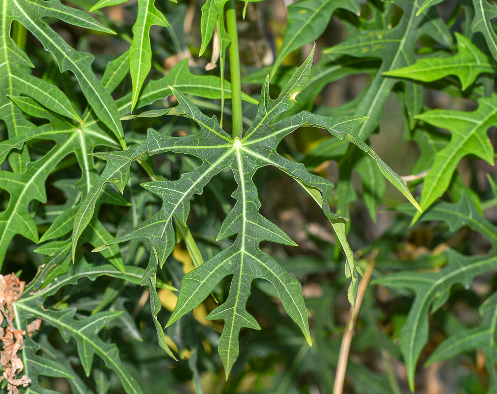 Image of Cnidoscolus aconitifolius specimen.