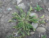 Sclerochloa dura. Цветущее растение. Краснодарский край, г. Краснодар, рудеральное место близ ж. д. 17.05.2019.