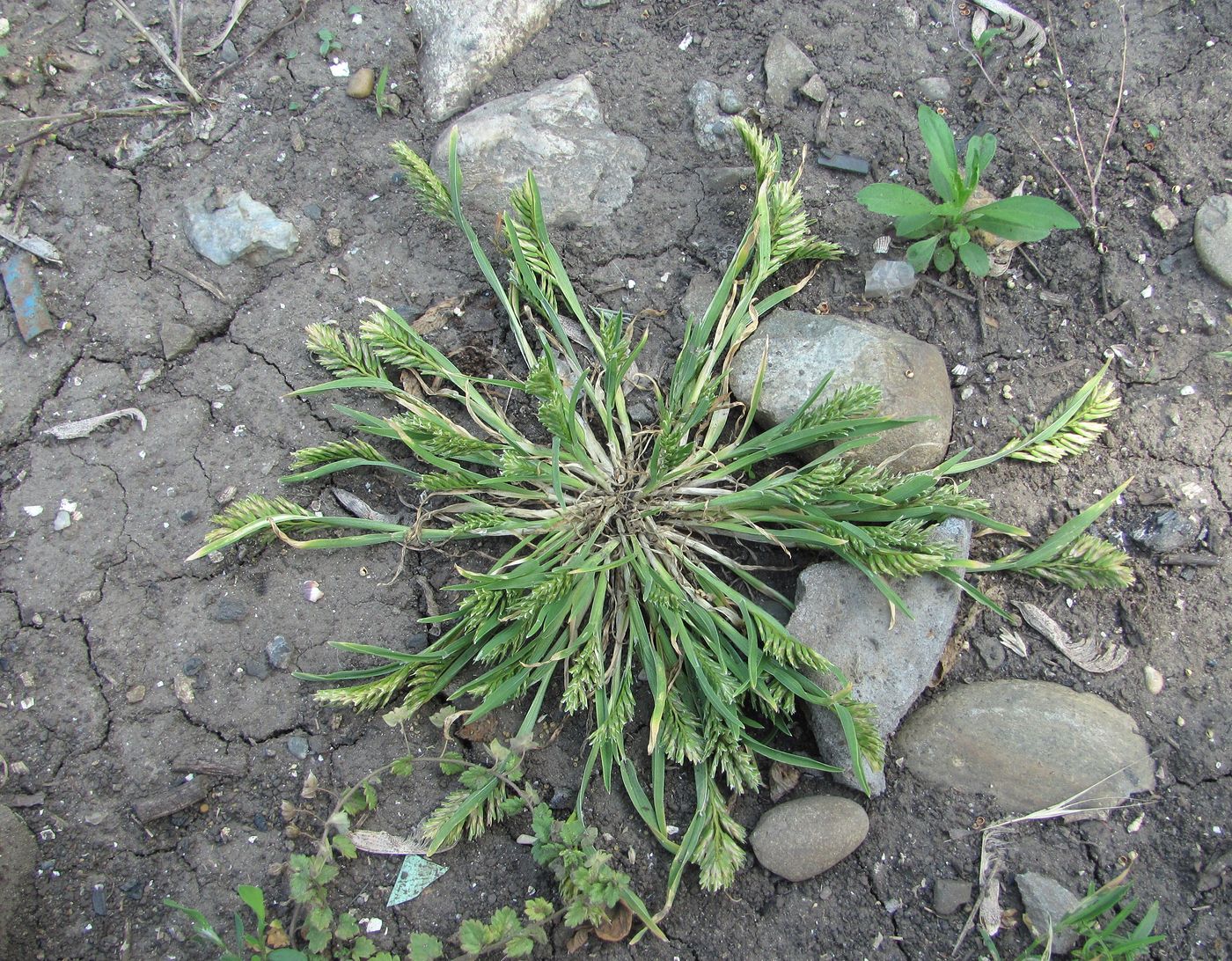 Изображение особи Sclerochloa dura.