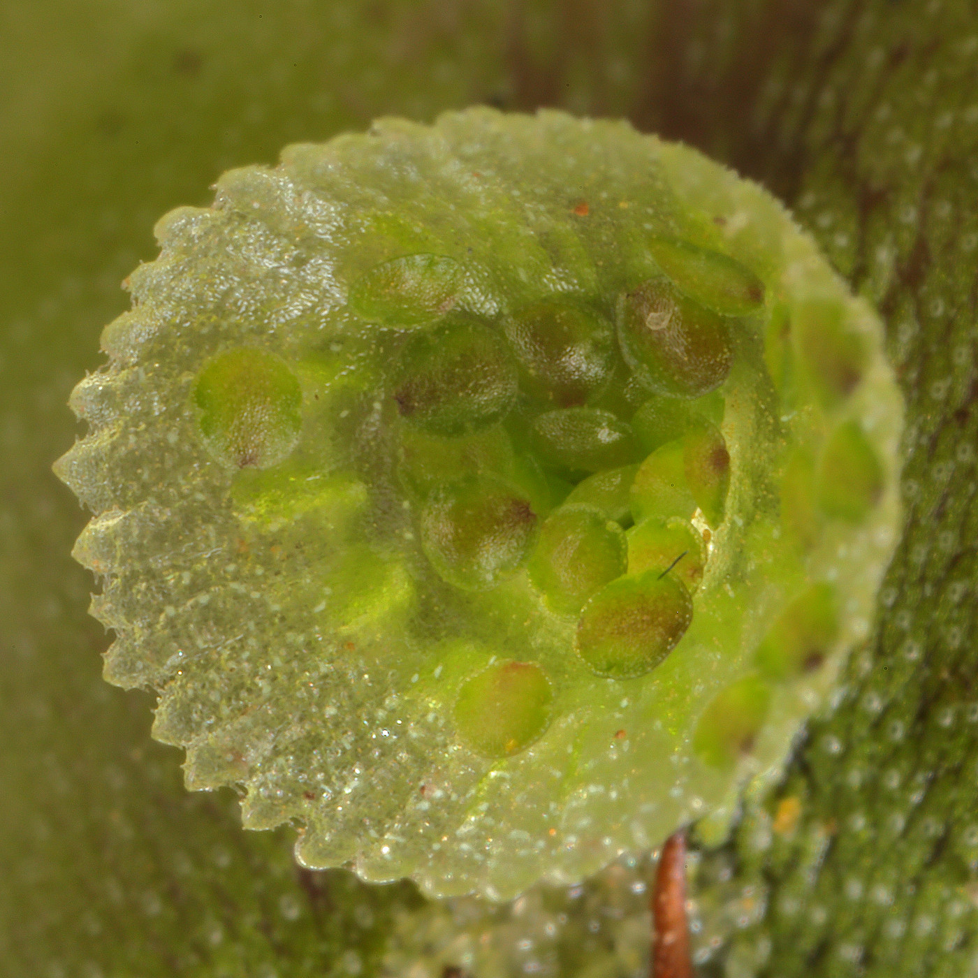 Изображение особи Marchantia polymorpha.