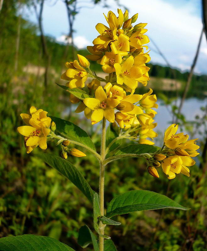 Изображение особи Lysimachia vulgaris.