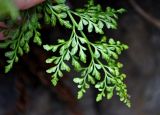 род Asplenium