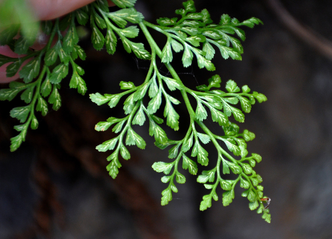 Изображение особи род Asplenium.