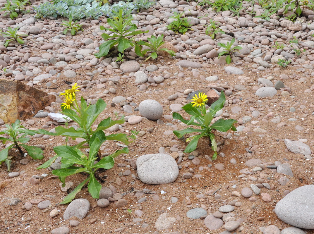 Image of Senecio pseudoarnica specimen.