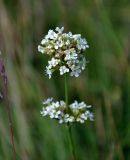Silene sendtneri