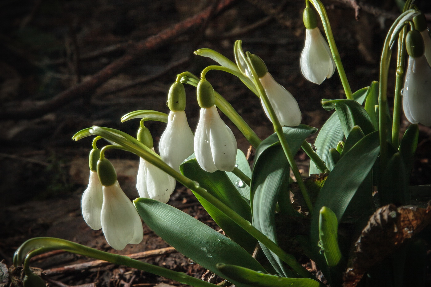 Image of Galanthus alpinus specimen.