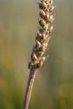 Plantago major. Нижняя часть соплодия. Ростовская обл., Азовский р-н, окр. хут. Лагутник, пойменный луг. 15.09.2019.