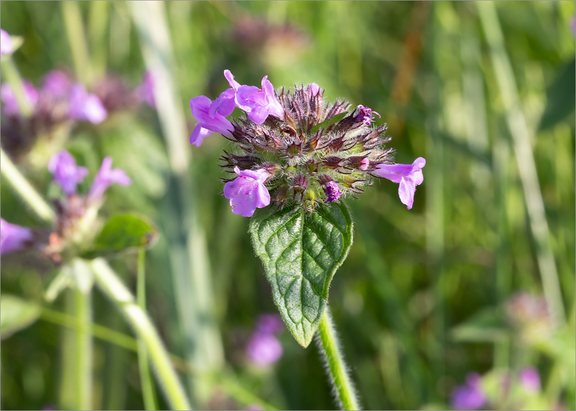 Image of Clinopodium vulgare specimen.