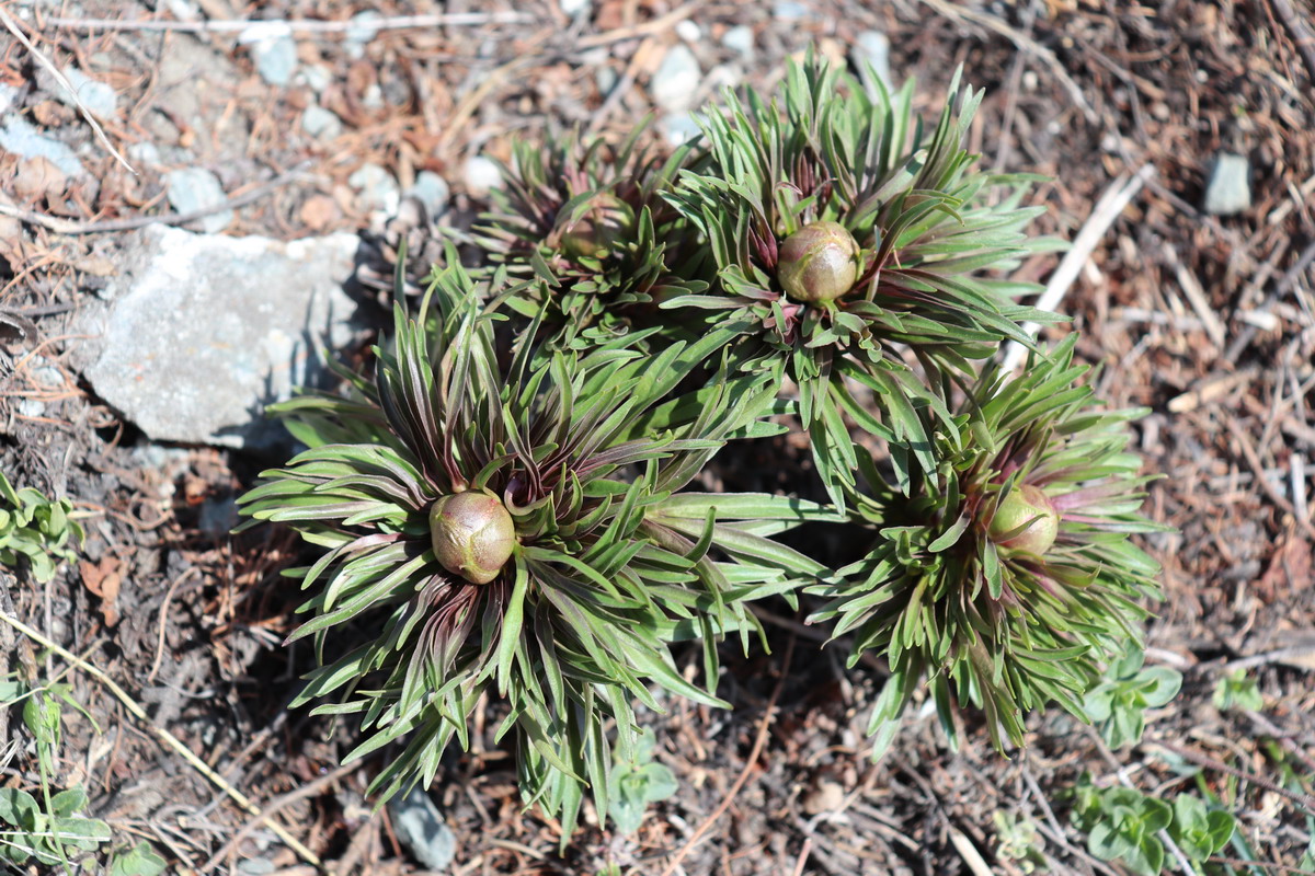 Изображение особи Paeonia anomala.