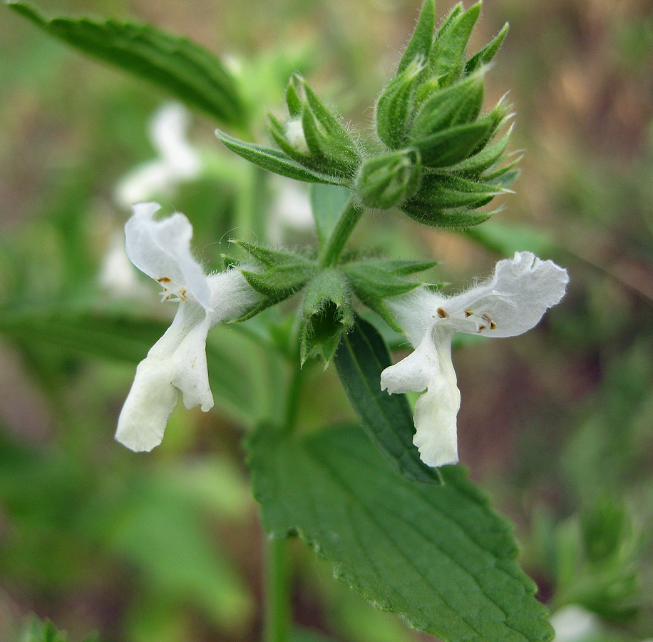 Изображение особи Stachys annua.
