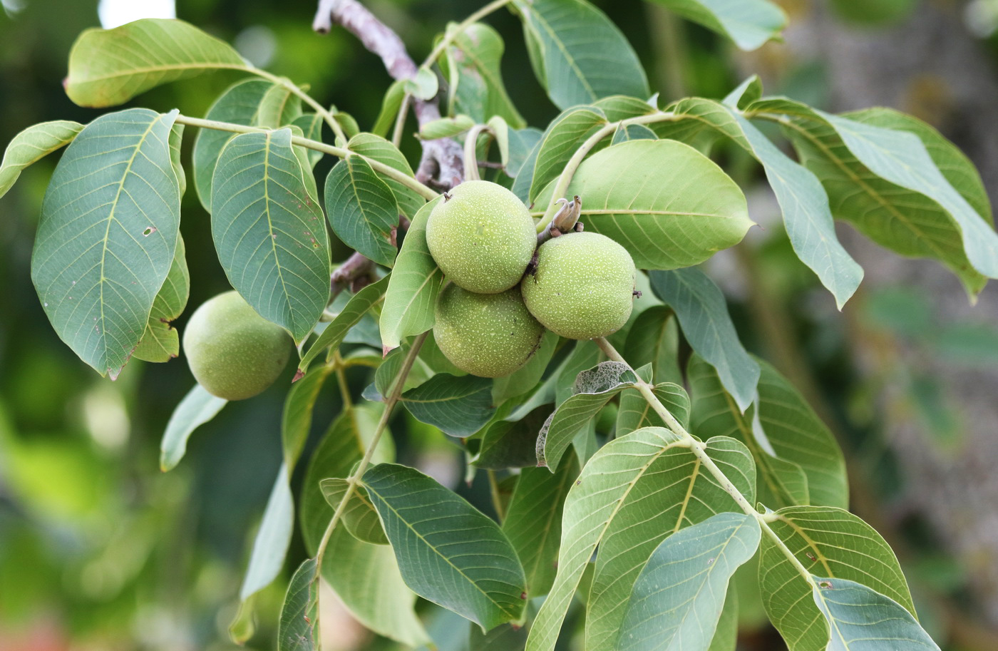 Изображение особи Juglans regia.