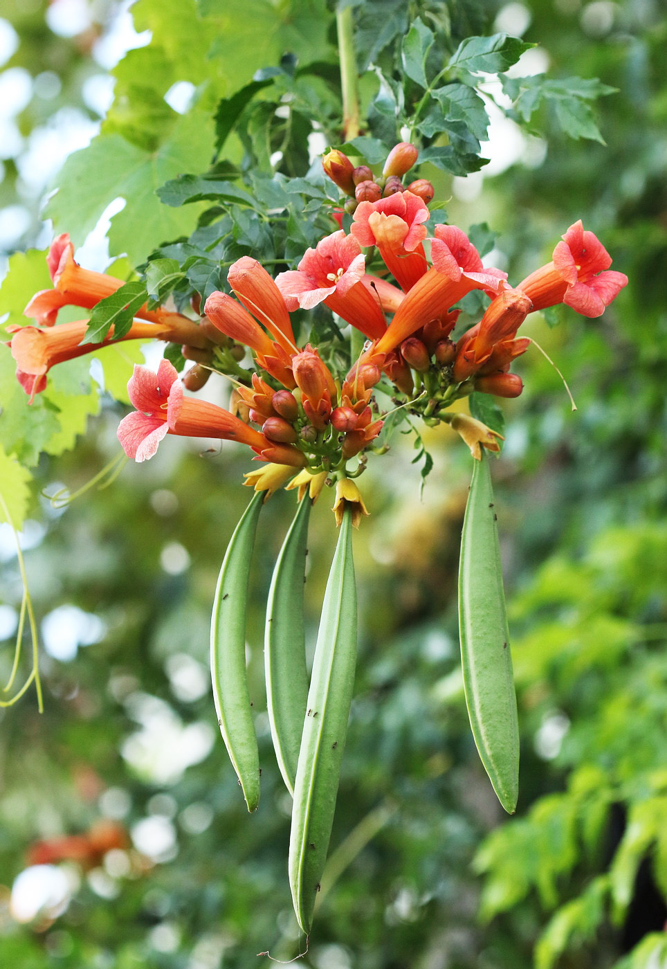 Изображение особи Campsis grandiflora.