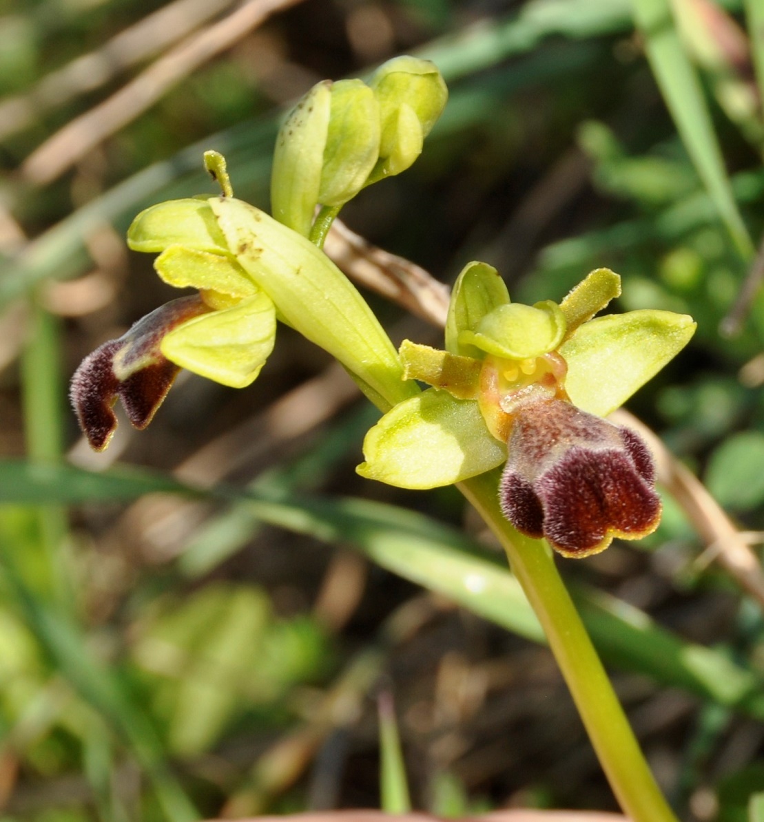 Изображение особи Ophrys omegaifera ssp. israelitica.