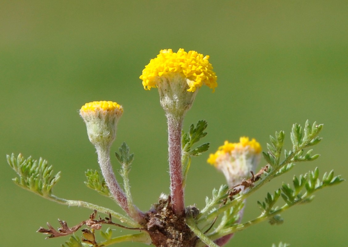 Изображение особи Anthemis rigida.