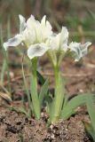 Iris pumila