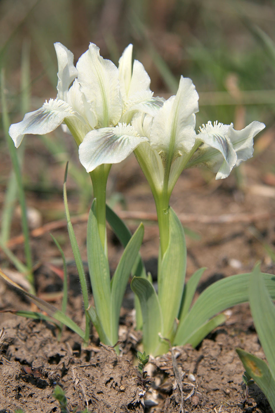 Image of Iris pumila specimen.