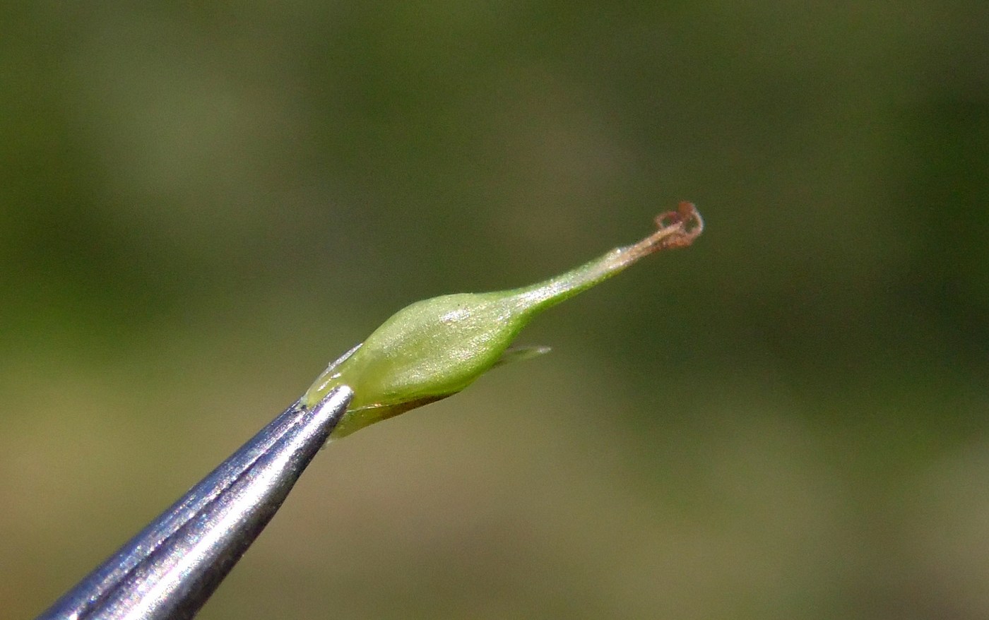 Image of Carex sylvatica specimen.