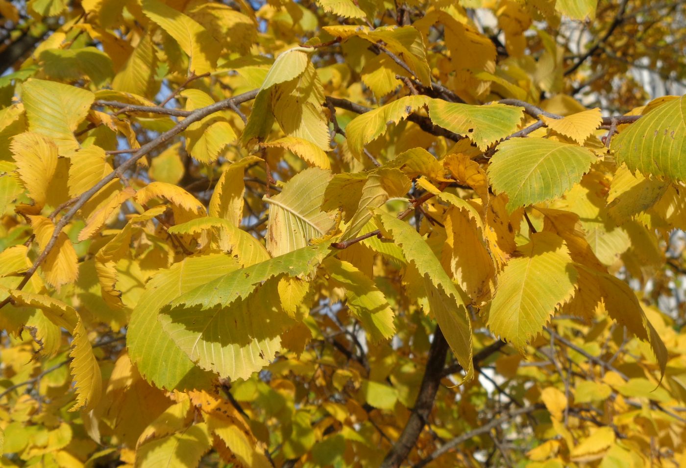 Image of Ulmus laevis specimen.