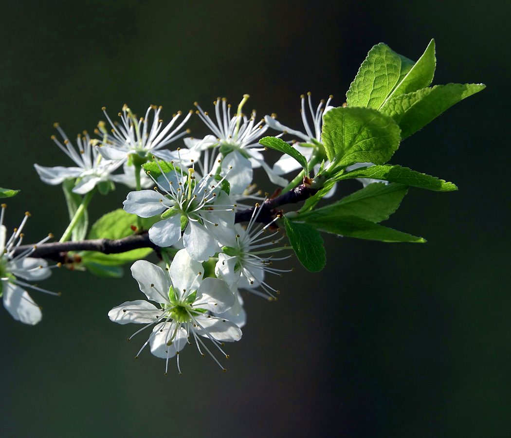 Image of Prunus spinosa specimen.