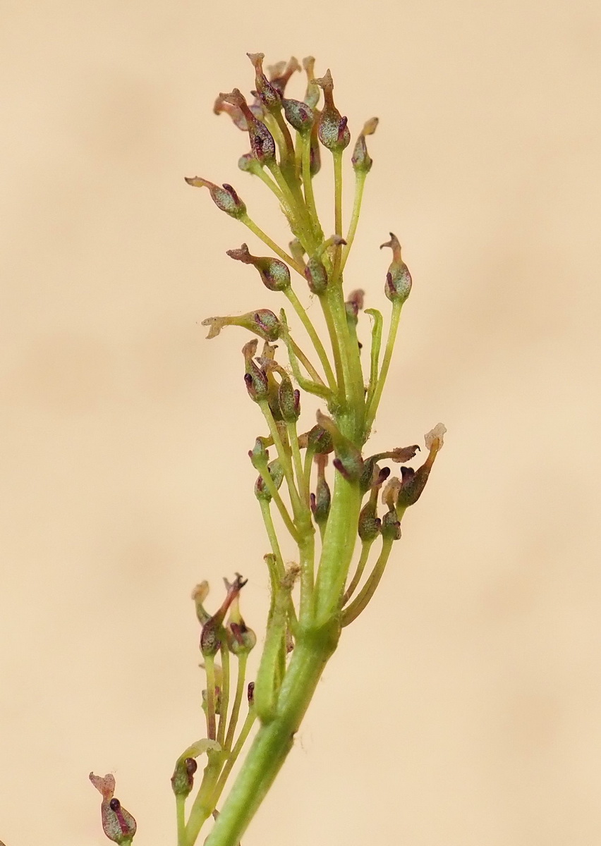 Изображение особи Fraxinus mandshurica.