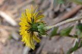 genus Taraxacum. Соцветие (нижняя сторона). Санкт-Петербург, Курортный р-н, окр. ж.-д. ст. «Разлив», оз. Сестрорецкий Разлив, на песчаной почве. 27.05.2020.