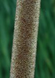 Typha angustifolia